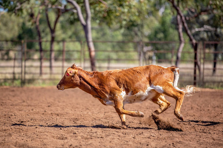 在澳大利亚乡村牛仔竞技表演中套小牛照片