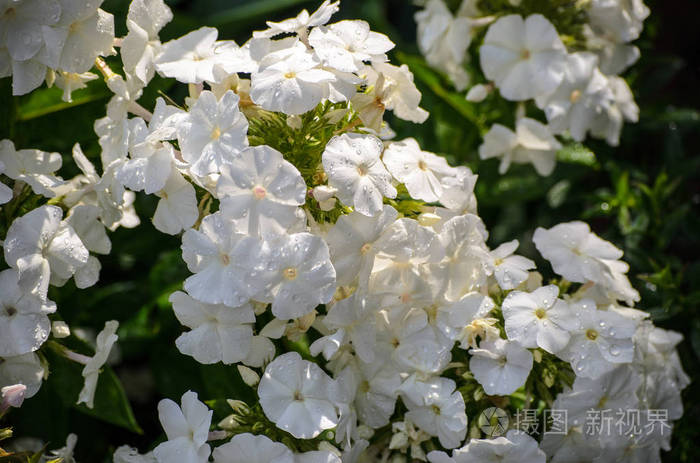 开着白色的福禄考花