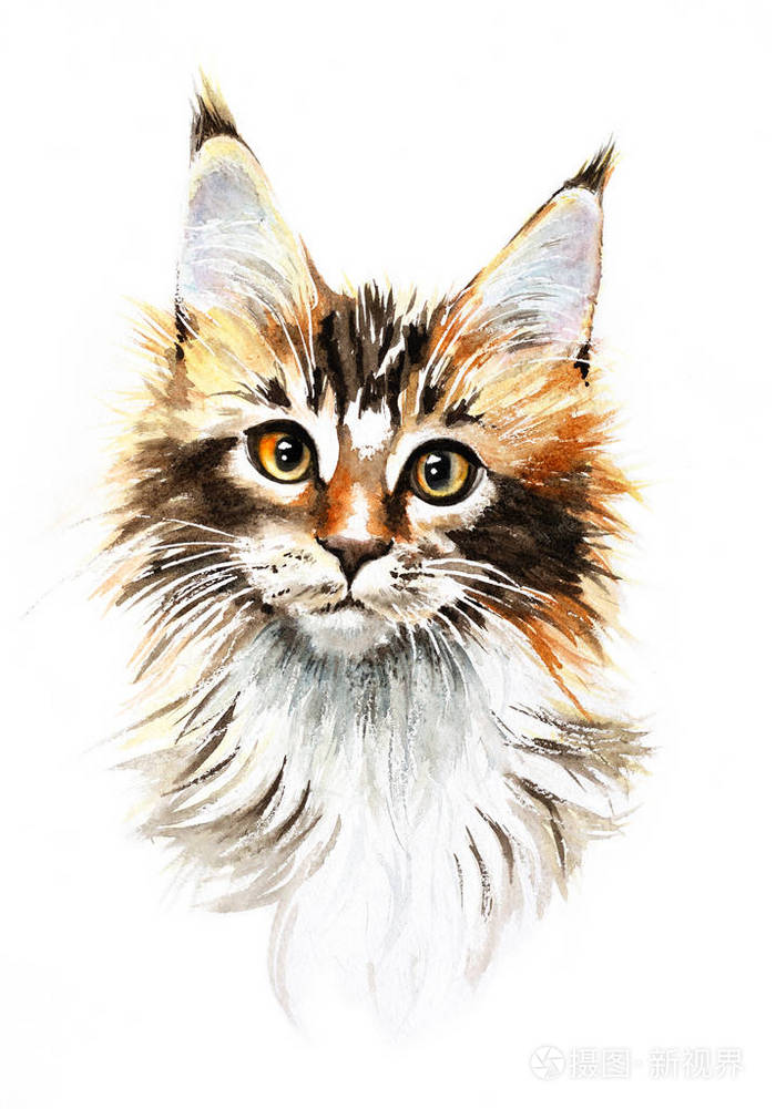 水彩画主猫手绘宠物肖像插图孤立