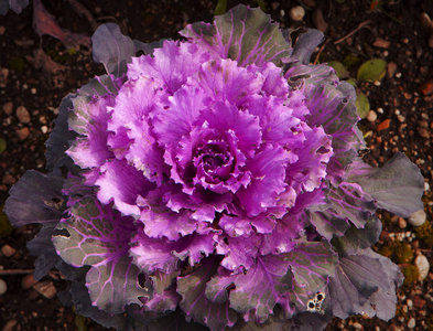 紫红色制服坐在旁边工作台面观赏白菜和紫甘蓝作物田紫甘蓝切在一个白