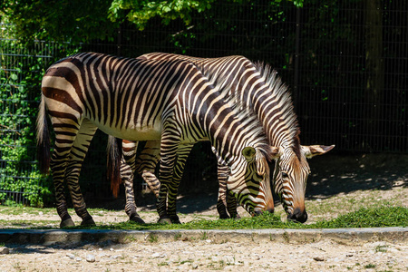 zebrashark图片