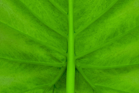 绿色海芋叶底面背景照片