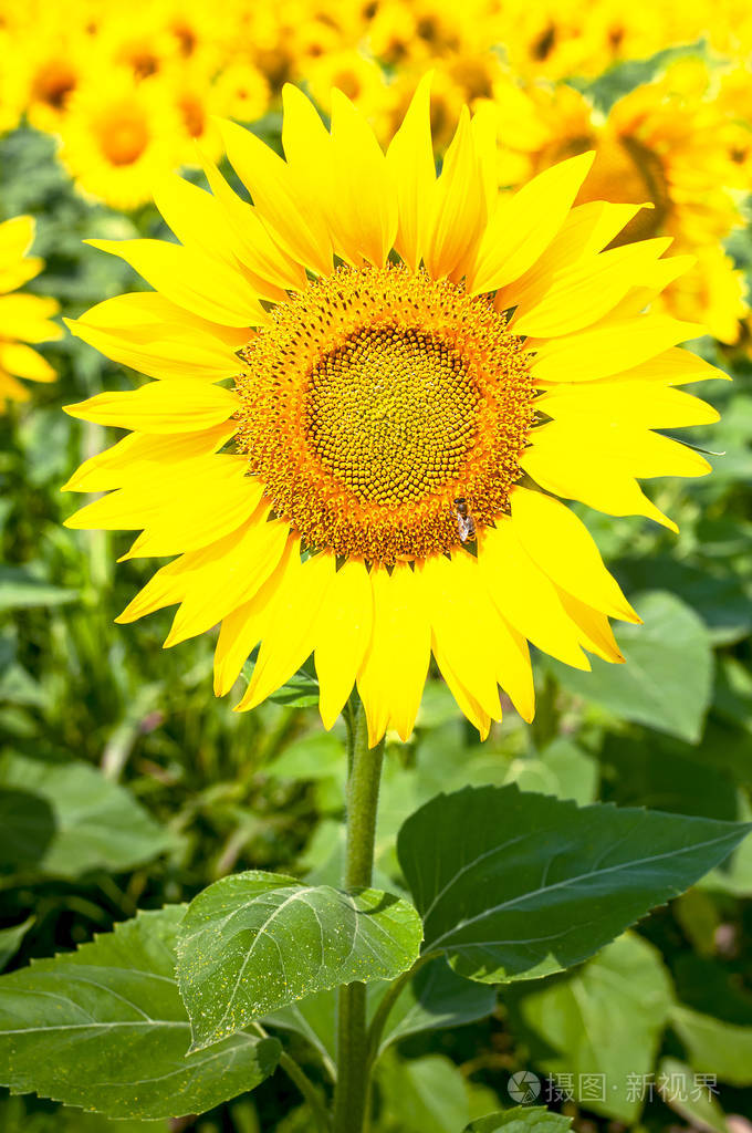 向日葵自然背景美丽的风景黄色的向日葵衬托着蓝天向日葵田农业收获