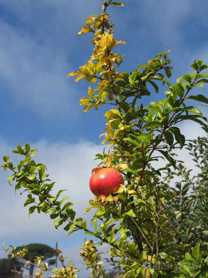 在蓝天的衬托下树上的单颗红石榴果实在树叶的衬托下