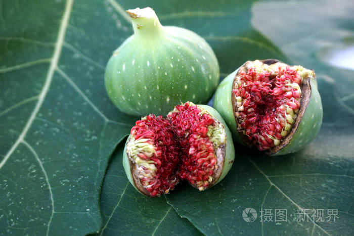 野生无花果树的果实 一个绿色 有乳白色的汁液 两个未成熟但开裂照片 正版商用图片2m7shr 摄图新视界 野生无花果树的果实 一个绿色 有乳白色的汁液 两个未成熟但开裂照片 正版商用图片2m7shr 摄图新视界