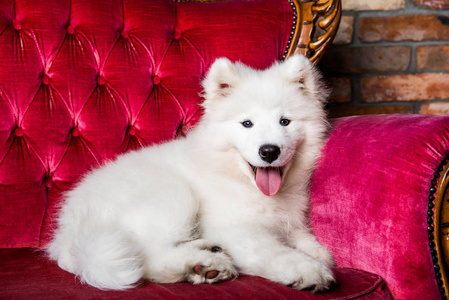 红色豪华沙发上的萨摩耶小狗照片