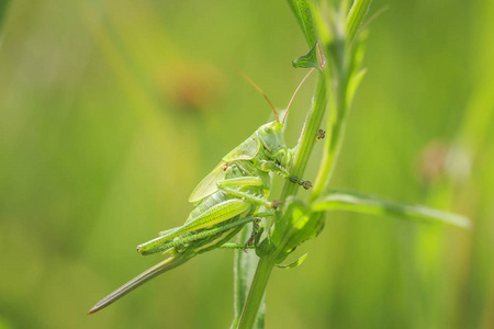 女性螽斯的产卵器产卵器雌性大绿灌丛蟋蟀照片