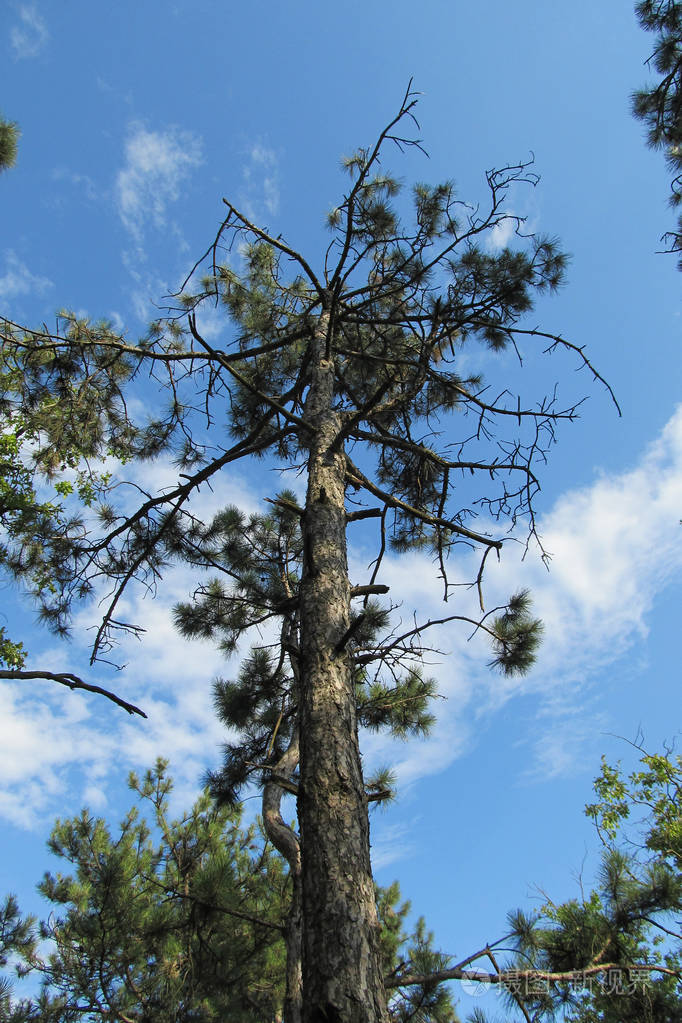 高大的松树和蓝天高高的松树从地面到天空中央视图与明亮的蓝天背景