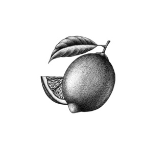 手绘墨水植物详细黑白插图柠檬水果和切片摄影图