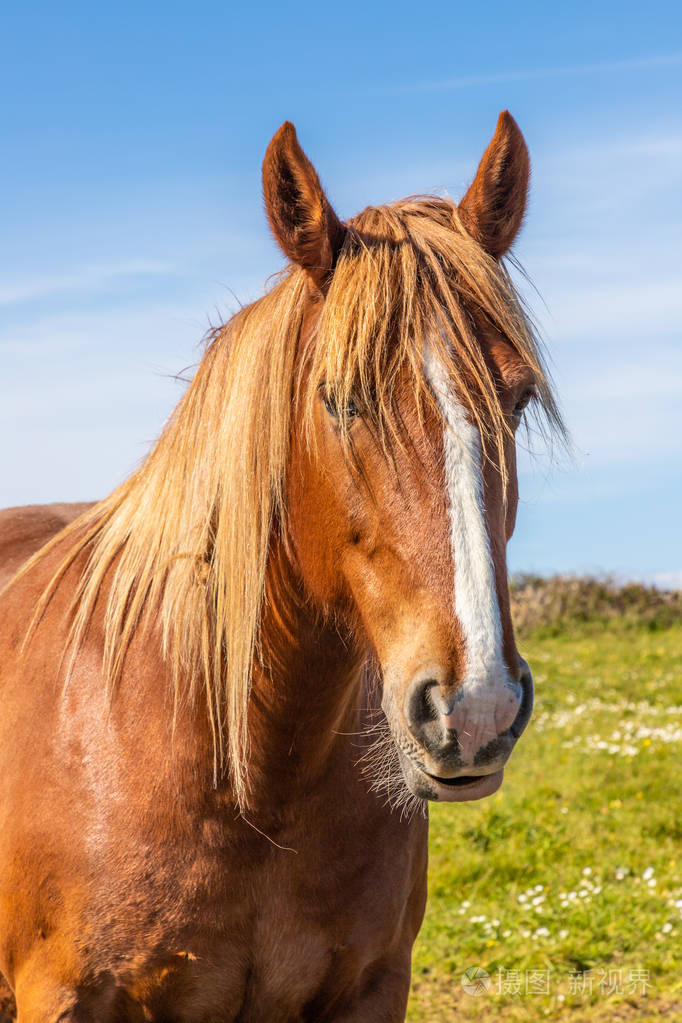 portraitofabrownhorse