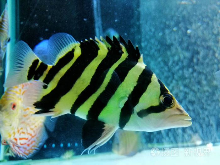 水族馆里的老虎鱼 照片 正版商用图片2m4r 摄图新视界 水族馆里的老虎鱼 照片 正版商用图片2m4r 摄图新视界