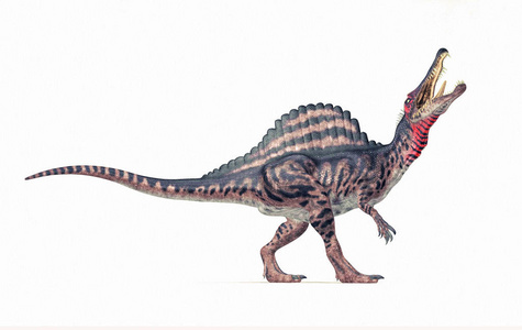 白底龙棘龙白底照片