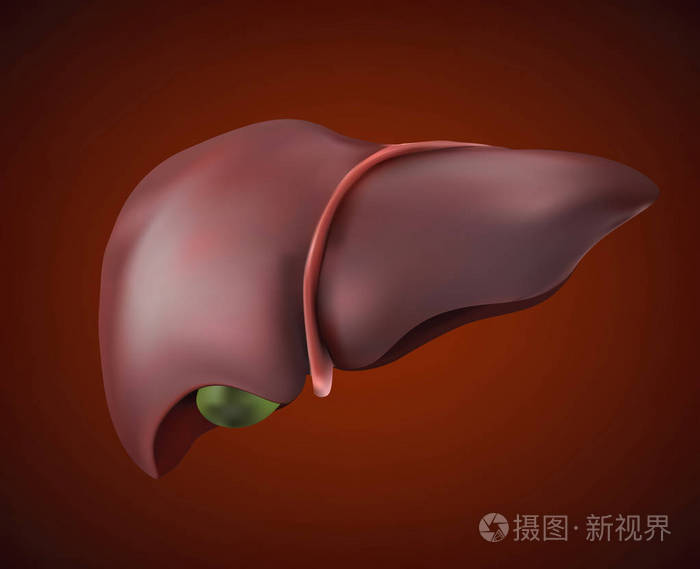 人体肝脏图像真实健康完整