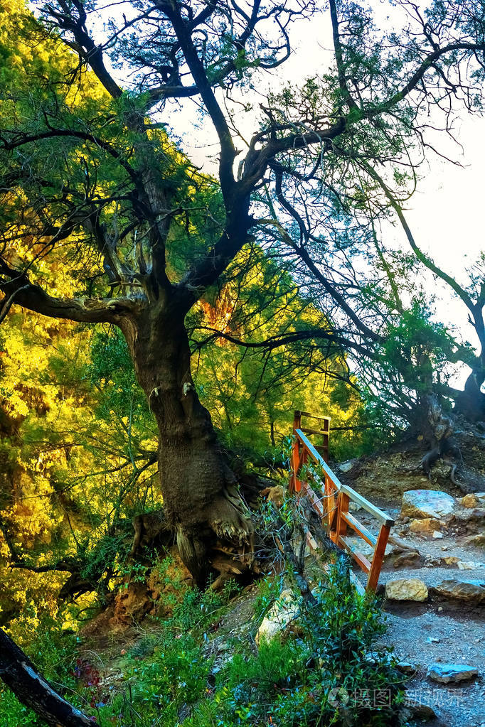 高清太阳大山大树照片图片