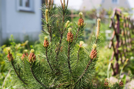 松树松花素材图片 松树松花图片素材下载 摄图新视界