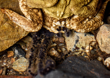 地面蟾蜍常见蟾蜍卵产卵细节照片