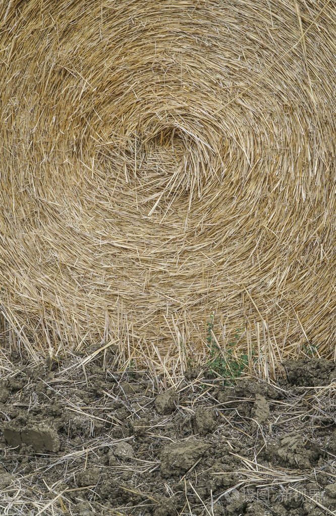 closeup dried straw bale on a field