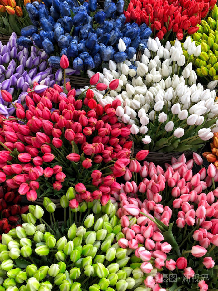 背景是五颜六色的郁金香花