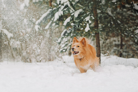 冰种福瓜快乐的黄狗在雪地里奔跑照片
