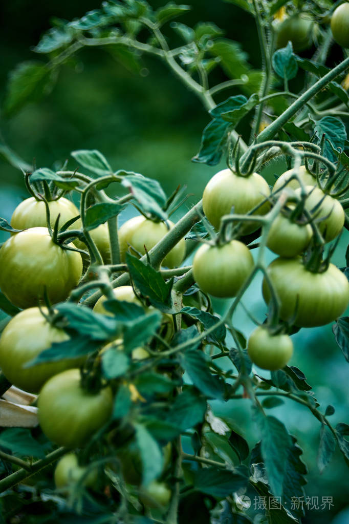 藤蔓上的西红柿,长在树枝上.一丛西红柿和未成熟的蔬菜.