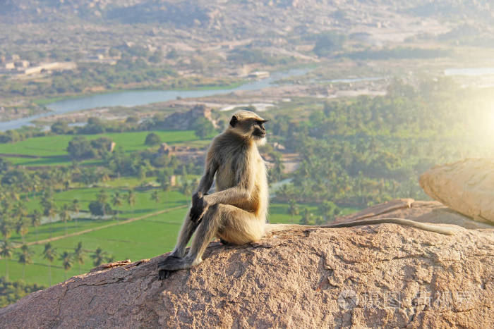 一只长着黑脸或黑鼻子的猴子坐在山顶上