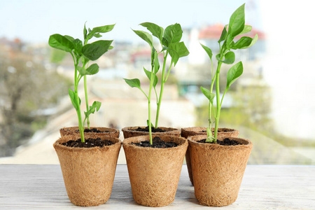 育苗番茄滴灌系统在温室植物育苗中的醋栗角生长种植用园林植物的育苗