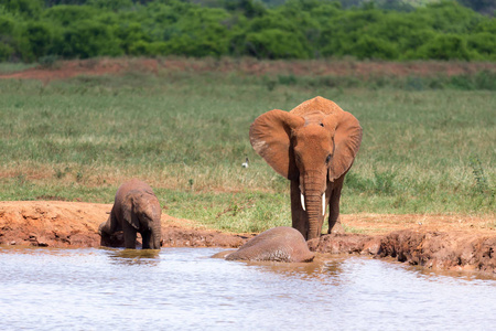 世纪年代中期的一个水坑里的红象家族照片