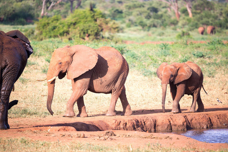 世纪年代中期的一个水坑里的红象家族照片