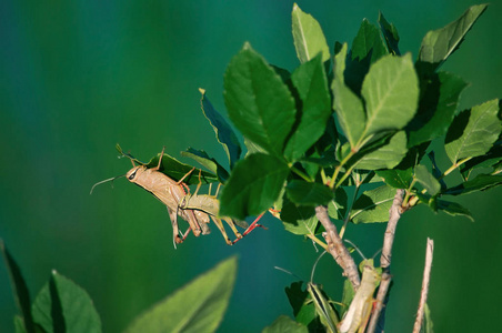 young grasshoppers in the wild sitting on a tree bush on a blue