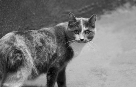 一只斑点猫的黑白图像.照片