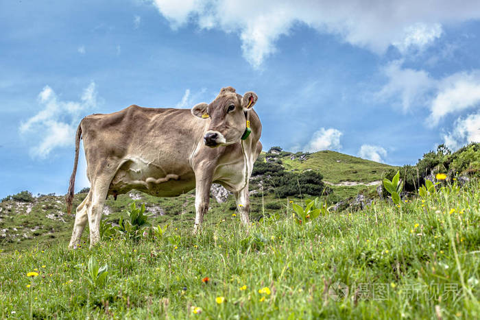 夏天牛在阿尔卑斯山的草地上吃草