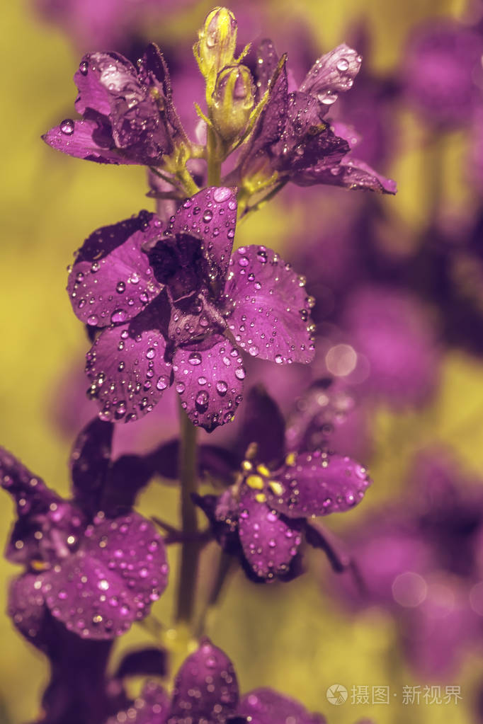 紫罗兰花特写柔和聚焦