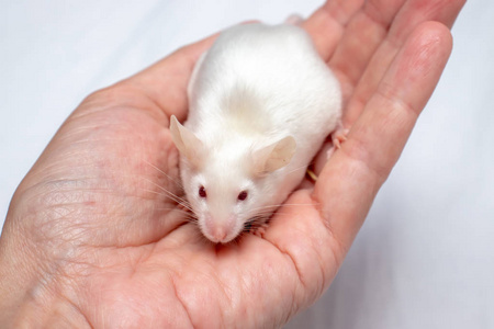 抓你小手表情包小手抓着可爱的白色实验室老鼠照片