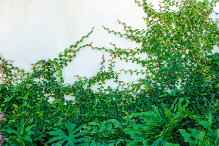 白色的墙上长满了常春藤和植物图片