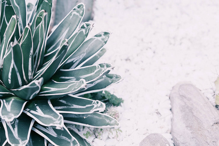 植物特写摄影花园里的沙漠植物,颜色苍白.特写摄影.照片