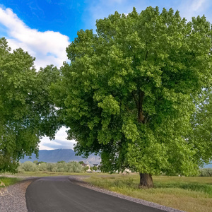 一棵方方格的参天大树,枝繁叶茂照片