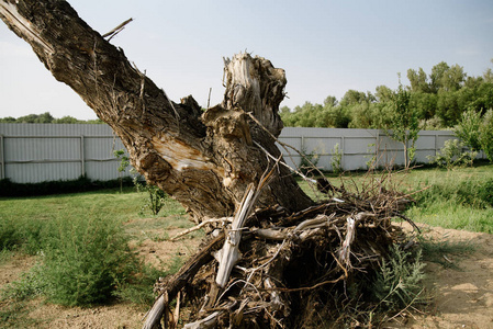 干枯的老树被连根拔起躺在地上照片