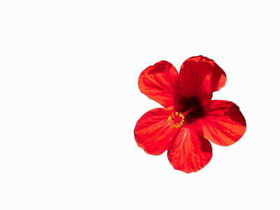 无上光荣大红花图片-无上光荣大红花素材-无上光荣大红花插画-摄图新