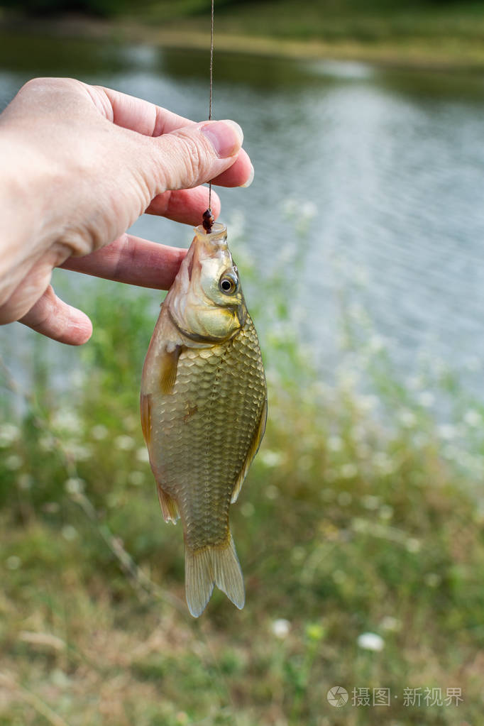 鱼竿钩上的鲫鱼