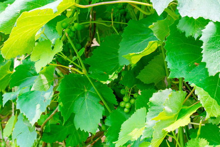 一串带叶子的未成熟的绿色葡萄照片