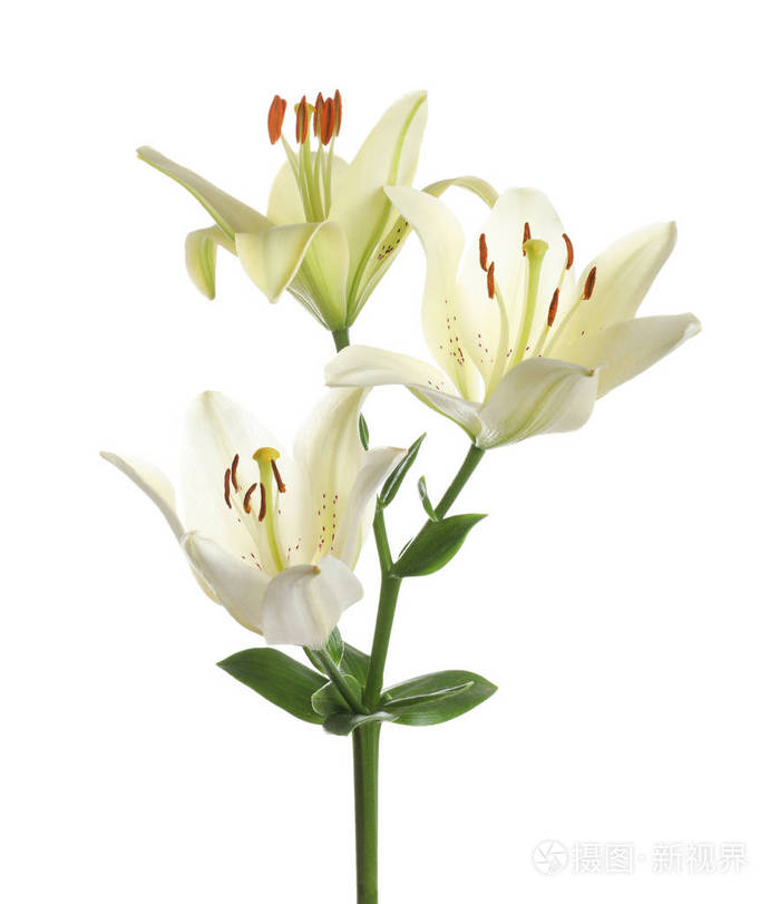 白色背景上美丽的百合花葬花
