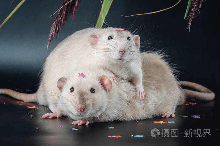 两只可爱的老鼠在黑色背景上拥抱