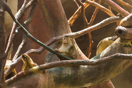 动物园里的动物猴子生活概念.照片
