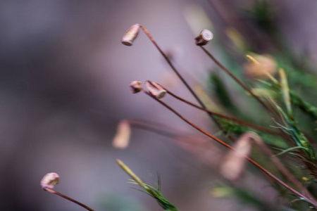 发苔花宏图图片