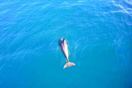 海豚俯视图图片
