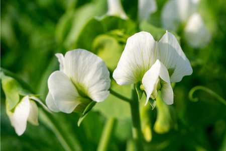 白花豆豌豆开花.白花特写.宏镜头.照片