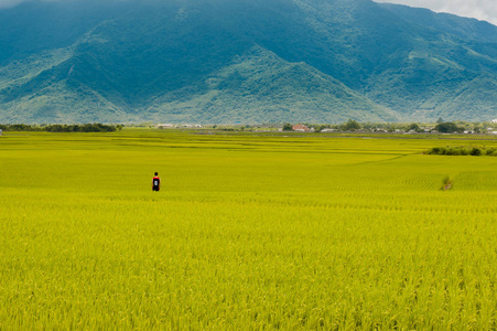赤山布朗大道美丽稻田景观图片