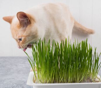 猫爱吃的草图片