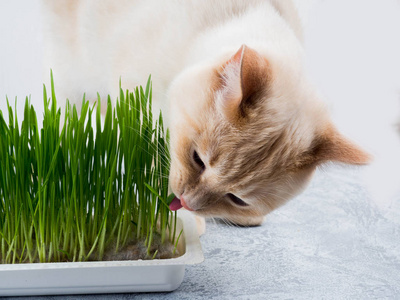 猫在吃新鲜的青草.猫草,宠物草.