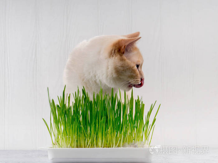 猫在吃新鲜的青草 猫草 宠物草 天然毛球治疗 白色 红色宠物猫吃新鲜草 绿色燕麦 情感上 复制空间 宠物健康理念 爱一个照片 正版商用图片2mfwac 摄图新视界 猫在吃新鲜的青草 猫草 宠物草 天然毛球治疗 白色 红色宠物猫吃新鲜草 绿色燕麦 情感上 复制空间 宠物健康理念 爱一个照片 正版商用图片2mfwac 摄图新视界